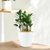 ZZ Plant ‘Zamioculcas zamiifolia’