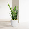 The Zeylanica Snake Plant has tall, upright green leaves in a white pot on a light tiled floor against a plain white wall.