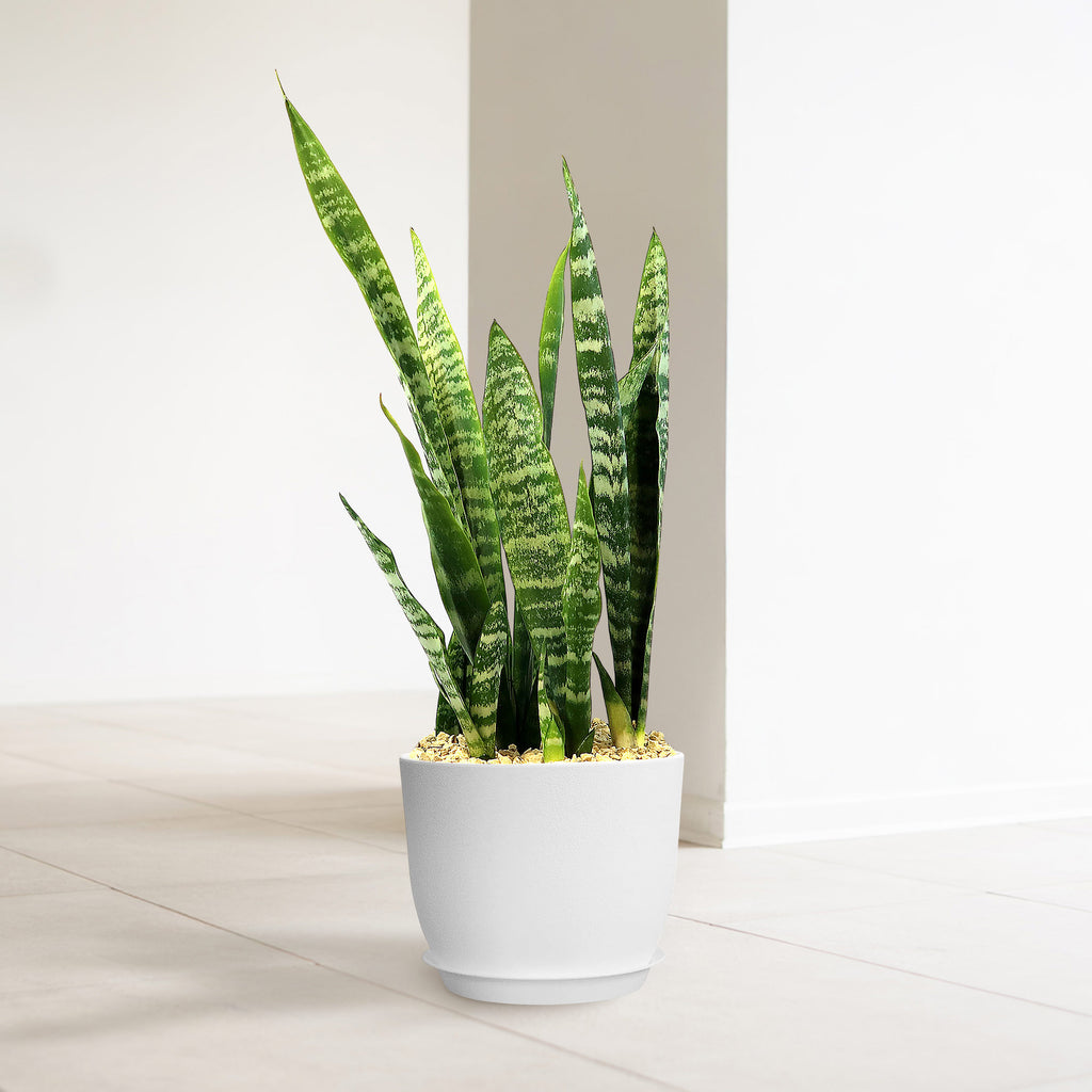 The Zeylanica Snake Plant has tall, upright green leaves in a white pot on a light tiled floor against a plain white wall.
