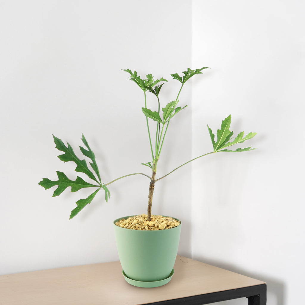 Kiepersol Tree ‘Cussonia paniculata’