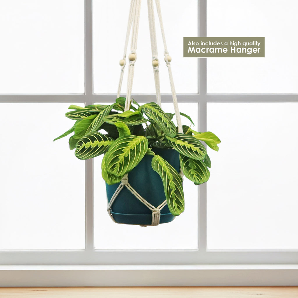 Lemon Lime Maranta ‘Lemon Lime Prayer Plant’