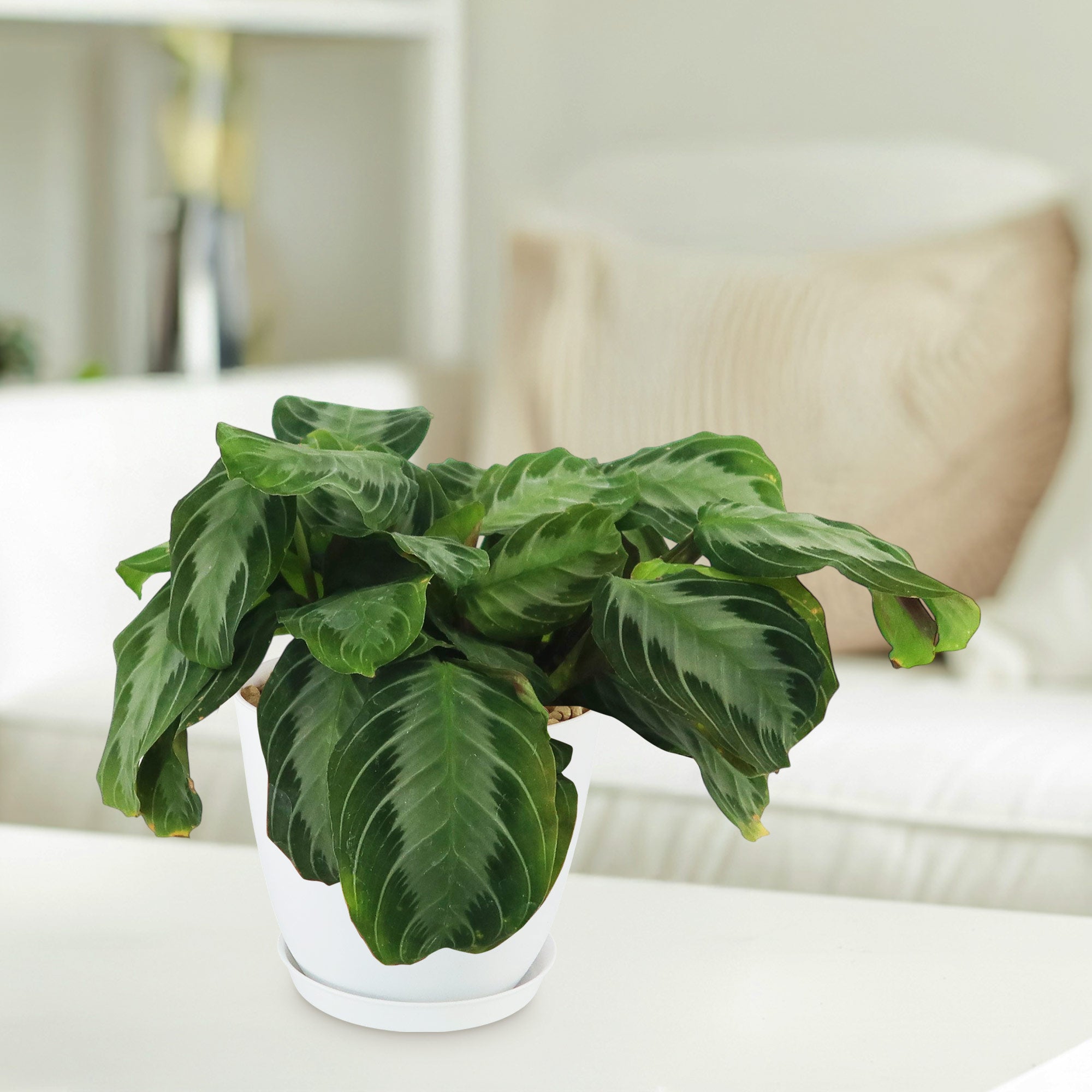 Maranta leuconeura Silver Band (Prayer Plant)