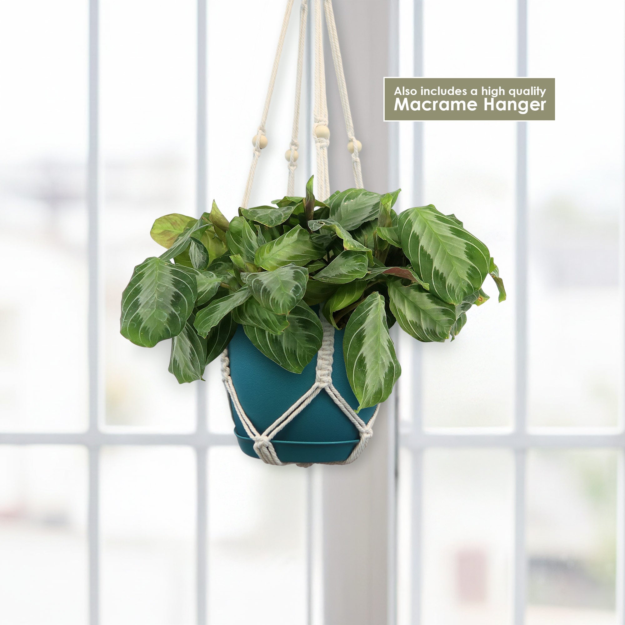 Front view of Maranta leuconeura Silver Band Prayer Plant in teal pot with high quality macrame hanger by a bright window