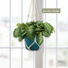 Front view of Maranta leuconeura Silver Band Prayer Plant in teal pot with high quality macrame hanger by a bright window