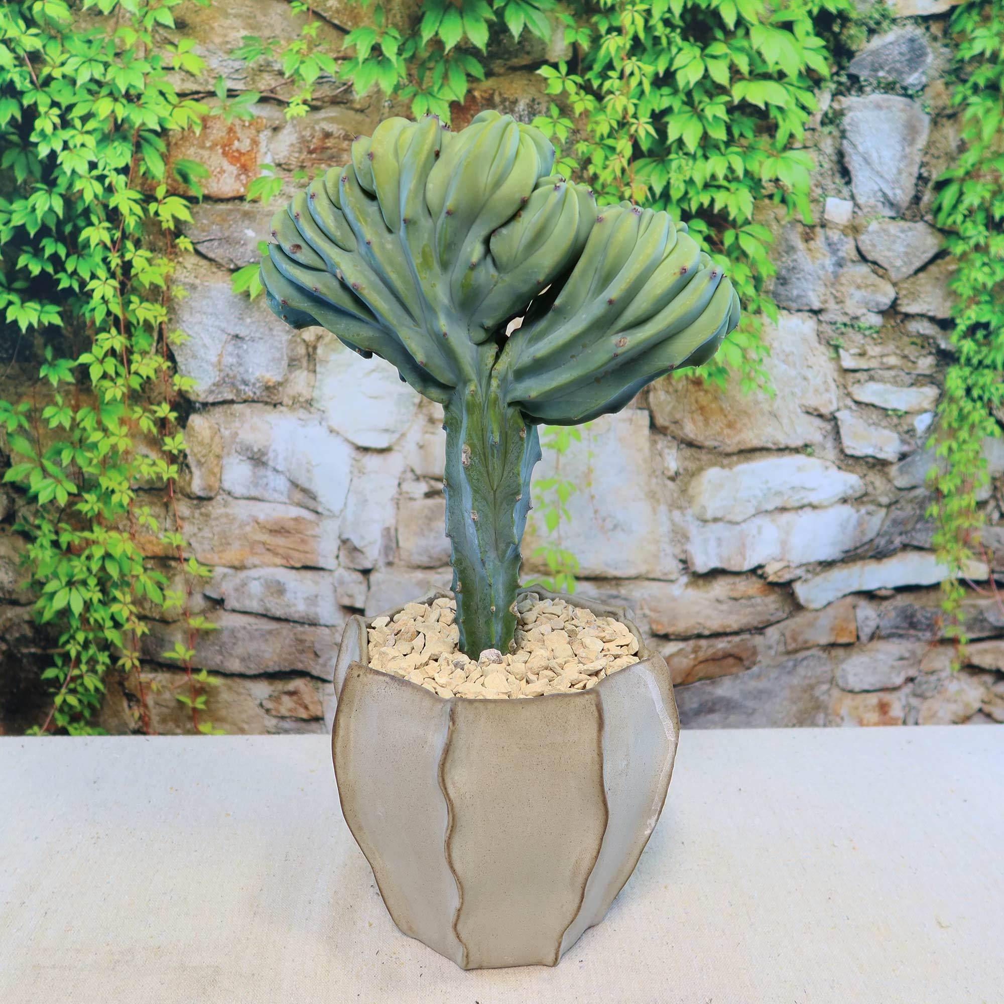 Crested Myrtillocactus geometrizans with Unique Ceramic Pot 7 inch