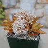 Firestorm Sedum