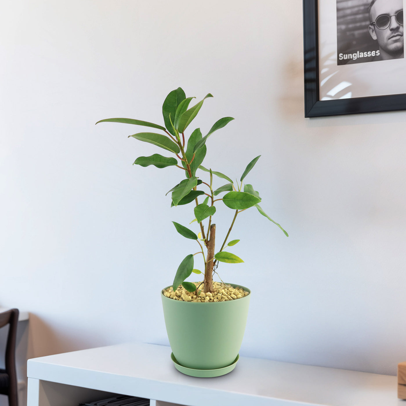 fig tree potted plant Shop 'Strangler Fig Tree - Ficus watkinsiana' Care & Growing Guide