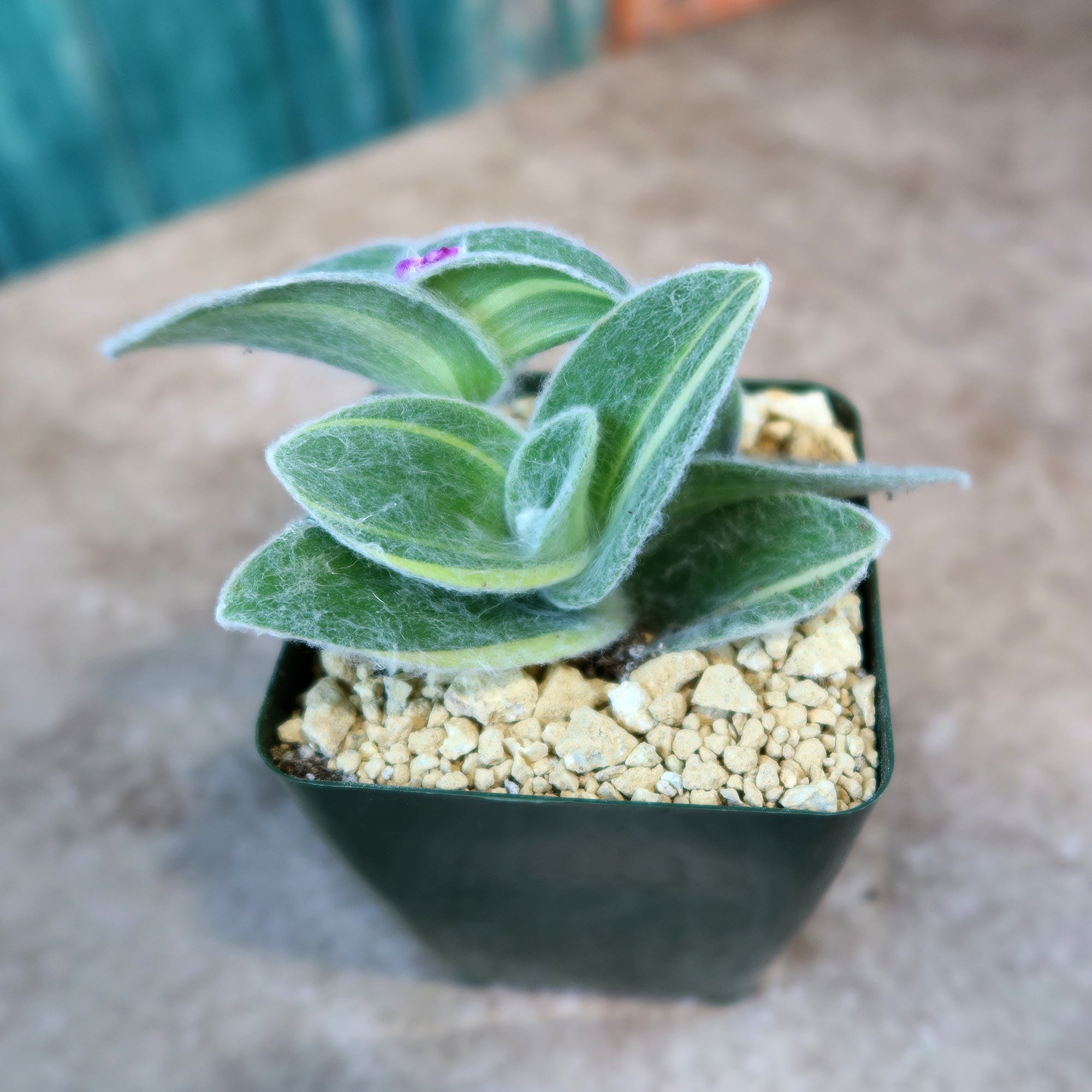 Variegated Cobweb Spiderwort - Tradescantia sillamontana Variegata