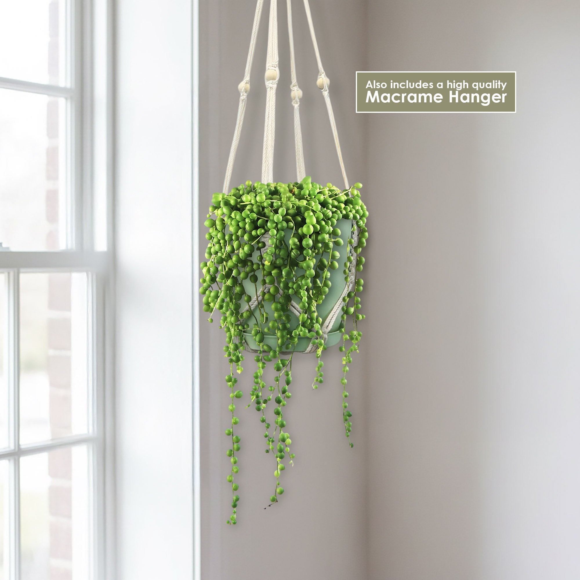 String of Pearls 'Senecio rowleyanus'