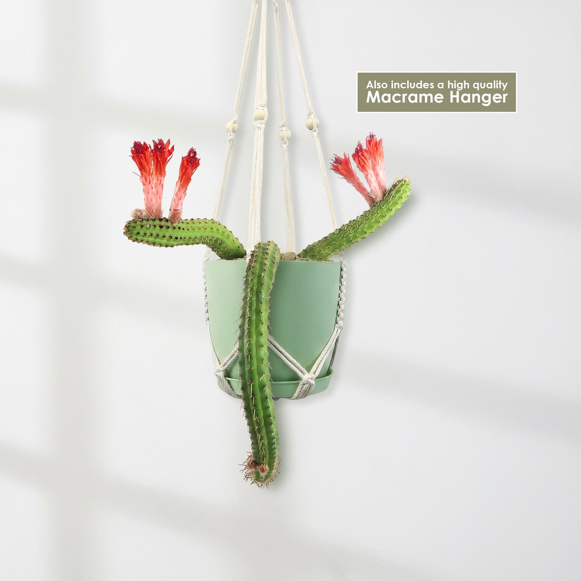 Monkey Tail Cactus – Cleistocactus colademononis 