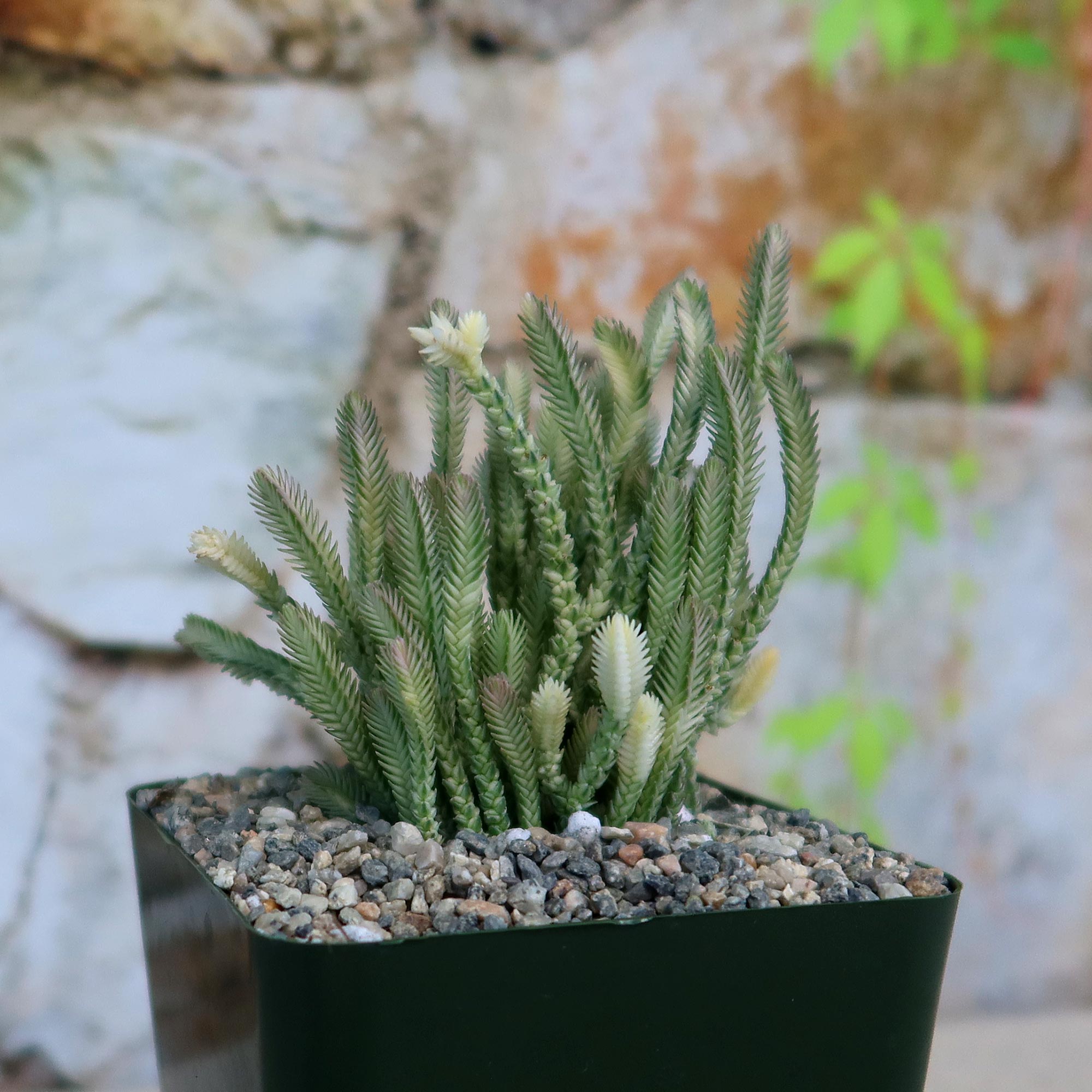 Variegated Watch Chain ‘Crassula lycopodioides variegata’