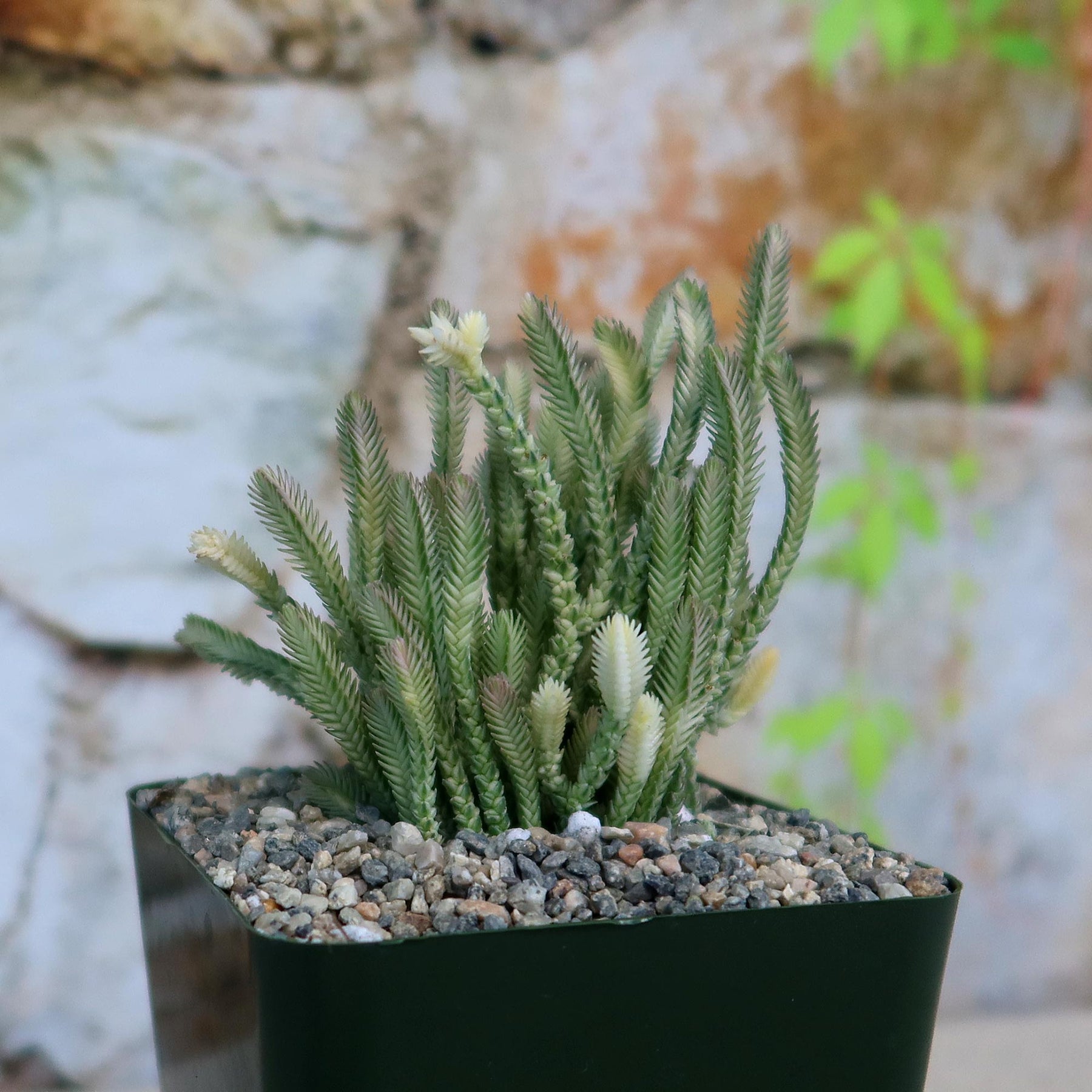 variegated watch chain succulent Variegated Watch Chain ‘Crassula lycopodioides variegata’