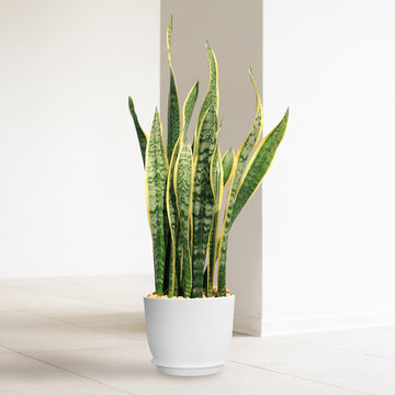 sansevieria soil type Variegated Snake Plant
