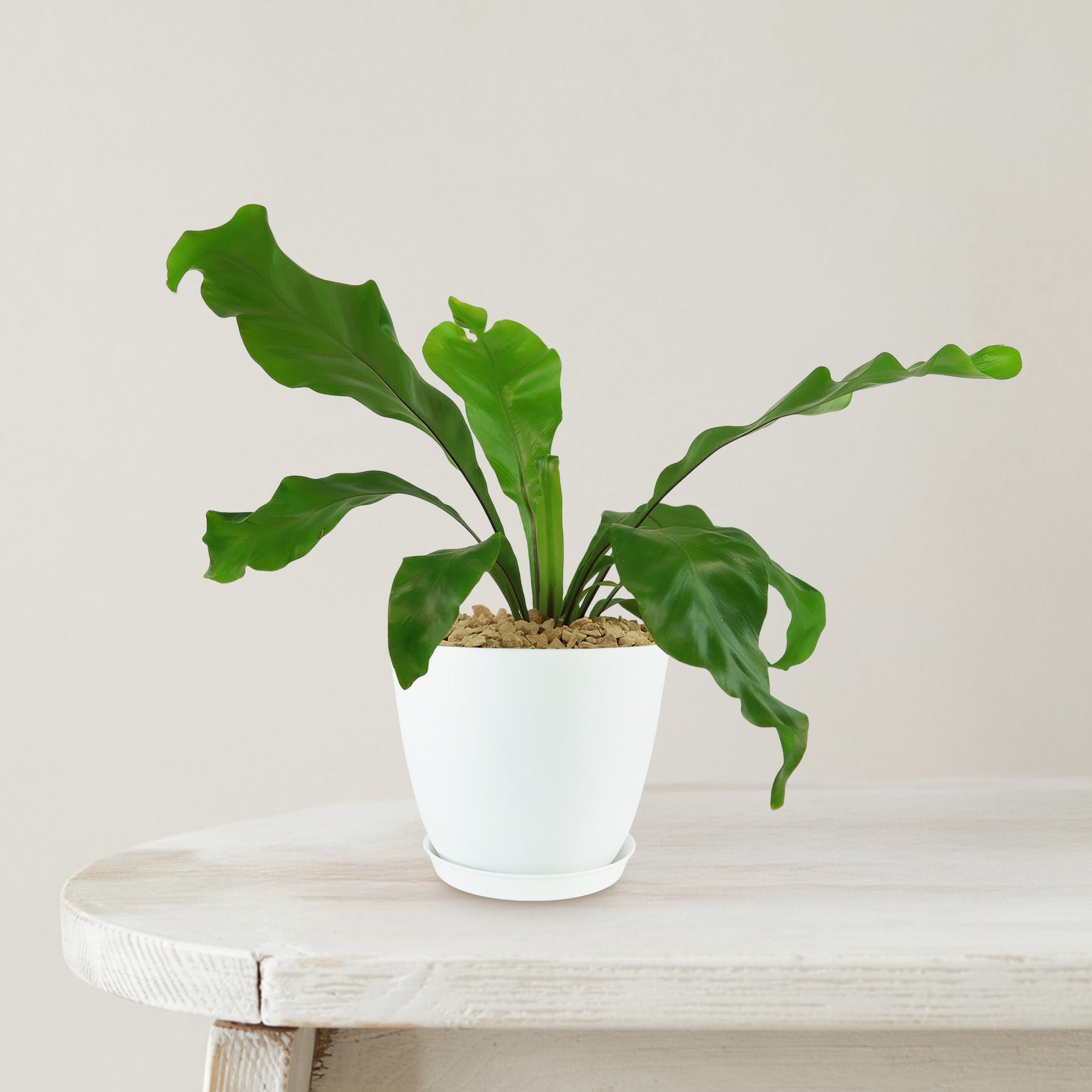 birds nest fern cold temperature Bird’s Nest Fern ‘Asplenium nidus’