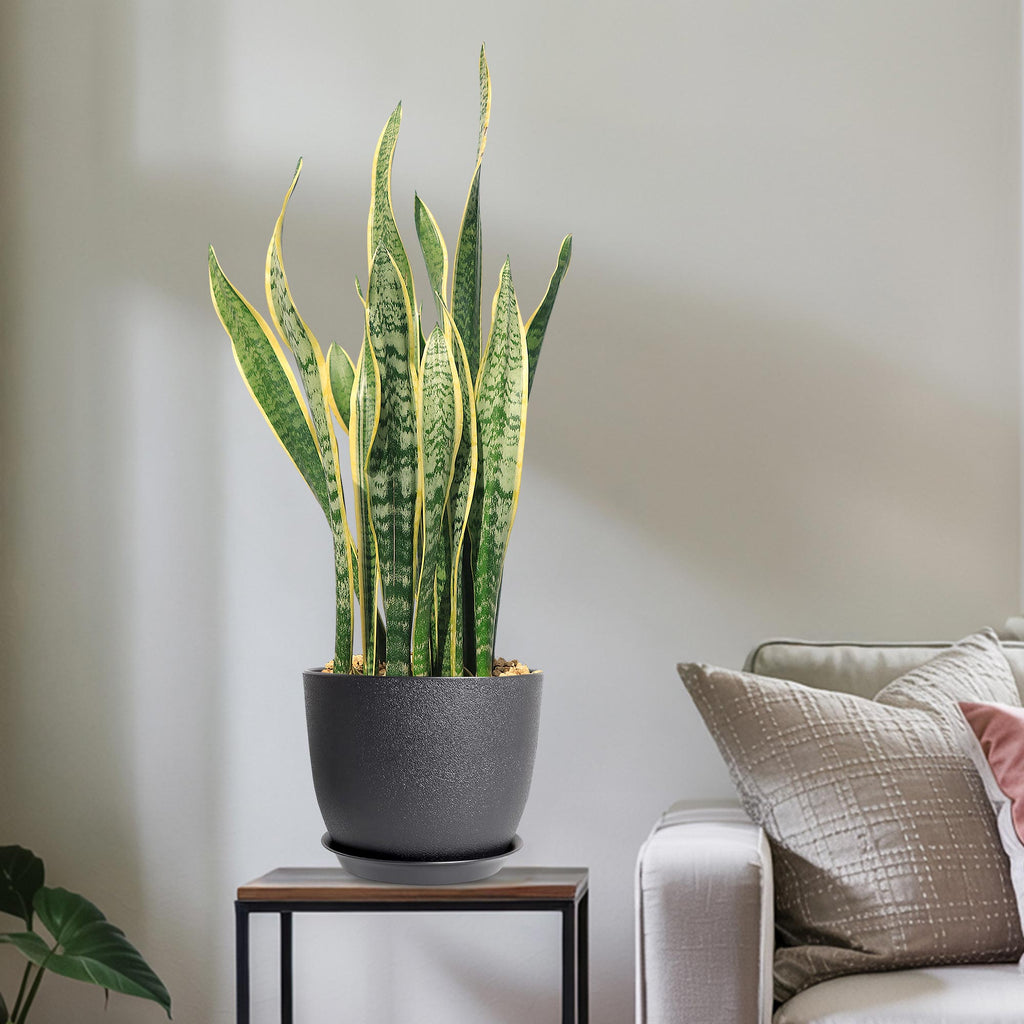 Zeylanica Snake Plant &