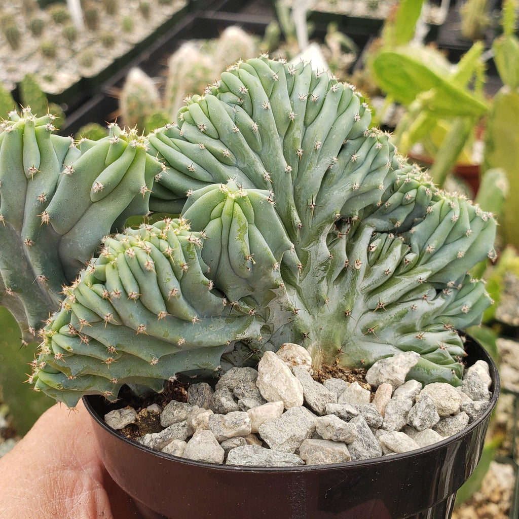 Myrtillocactus geometrizans Crested &
