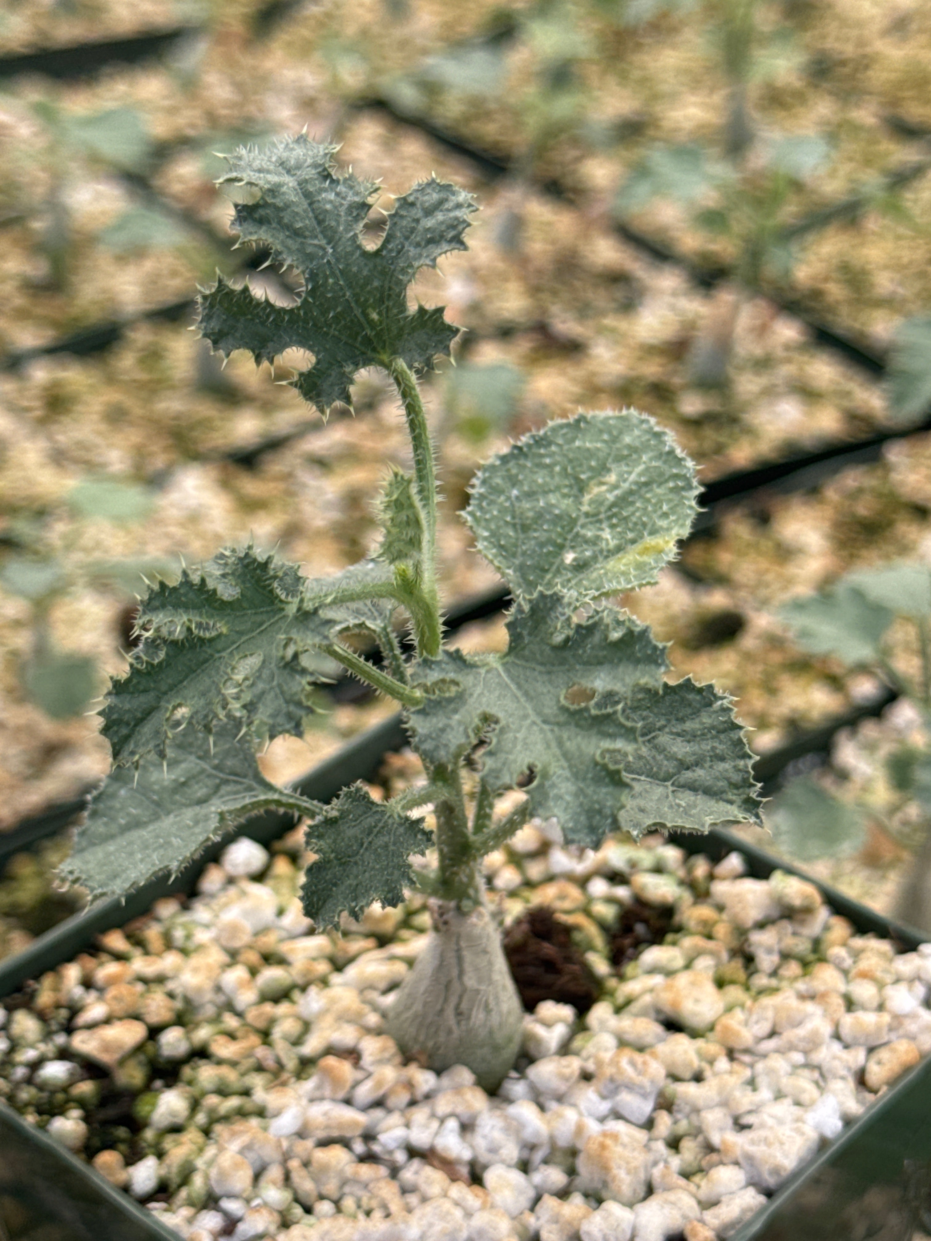 Dendrosicyos socotranum