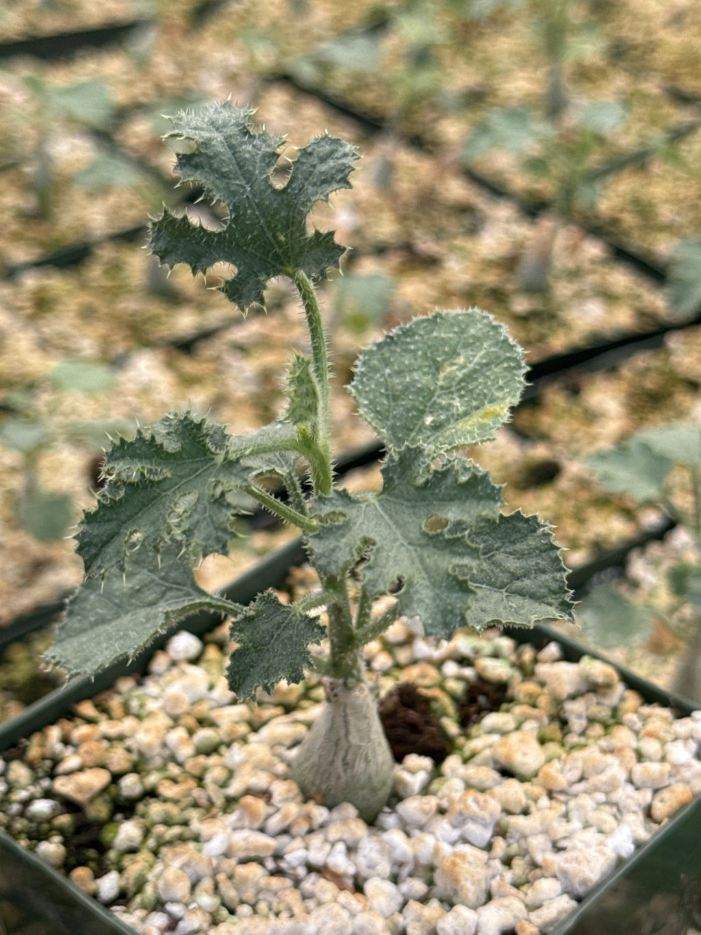 Dendrosicyos socotranum