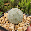 Snowman cactus ‘Tephrocactus geometricus’