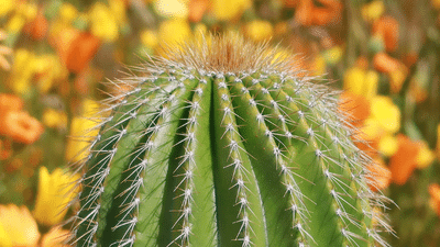 New - Unique Succulents & Cactus Varieties - Shop Online at Planet Desert