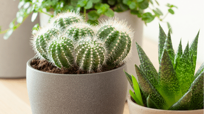 what soil do cactus need Cactus and Succulent Potting Soil – Midwest Hearth main image 1