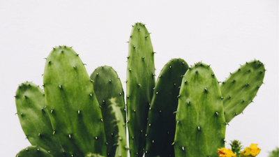 All About Cactus  Top 20 Facts About Cacti that You Need to Know | Planet  Desert