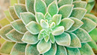 Over 500 Types of Succulents - Shop Online at Planet Desert