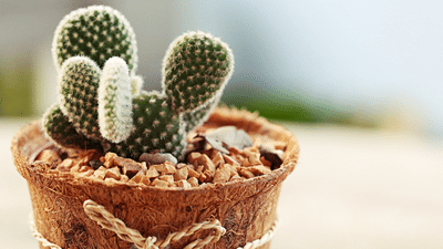All About Cactus  Top 20 Facts About Cacti that You Need to Know | Planet  Desert