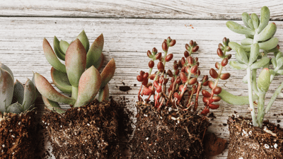 Planet Desert - Cactus And Succulent Plants For Sale