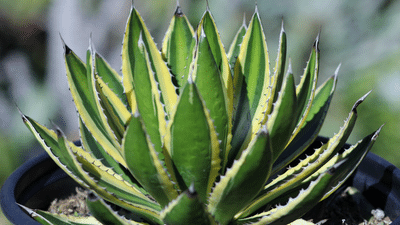 black jade sansevieria Shop 'Sansevieria hahnii Black Jade' Care & Growing Guide