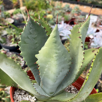 Agave colorata mescal ceniza