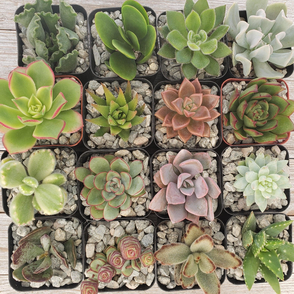 Assorted 2-Inch Succulents (4-64 Packs)