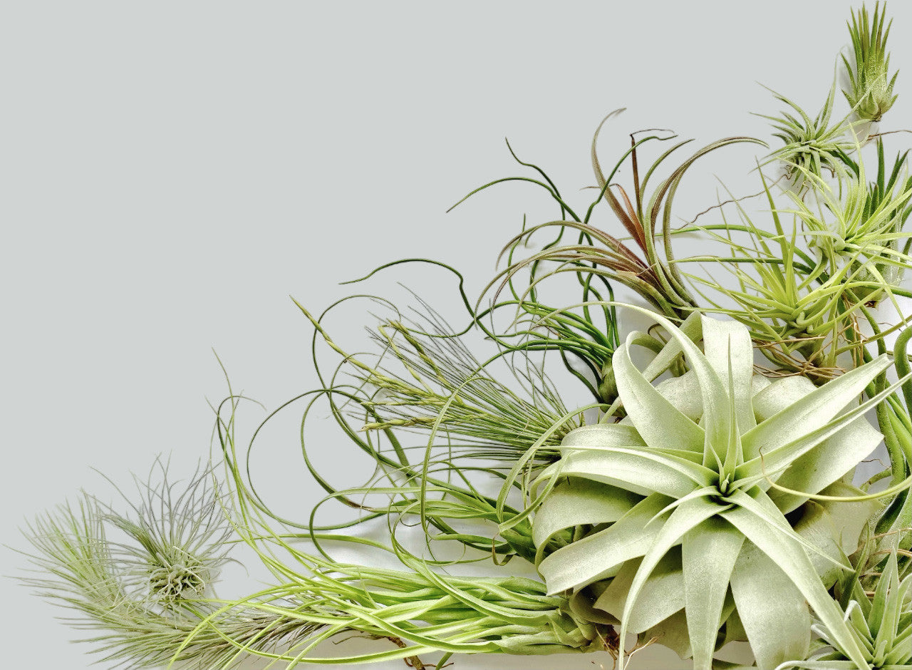 Shop For Tillandsia Filifolia | Thin-Leafed Air Plant