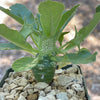 Dorstenia Foetida