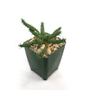 Euphorbia Gorgonis plant  in a 4 inch dark green pot 