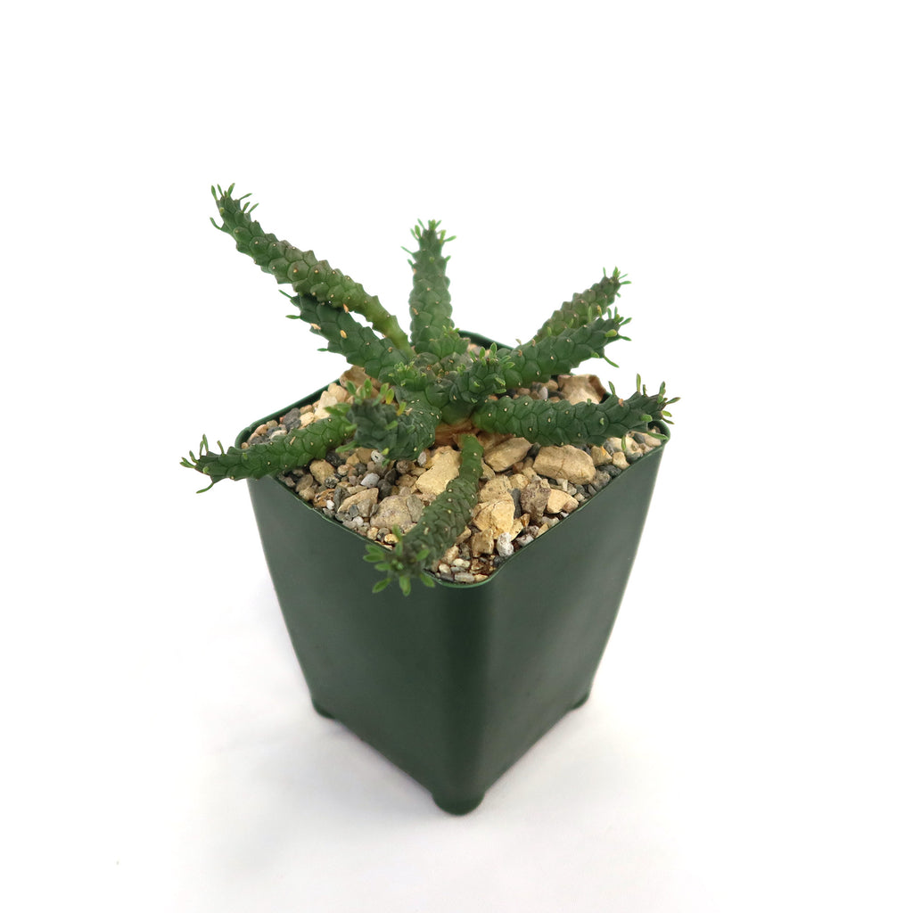 Euphorbia Gorgonis plant  in a 4 inch dark green pot 