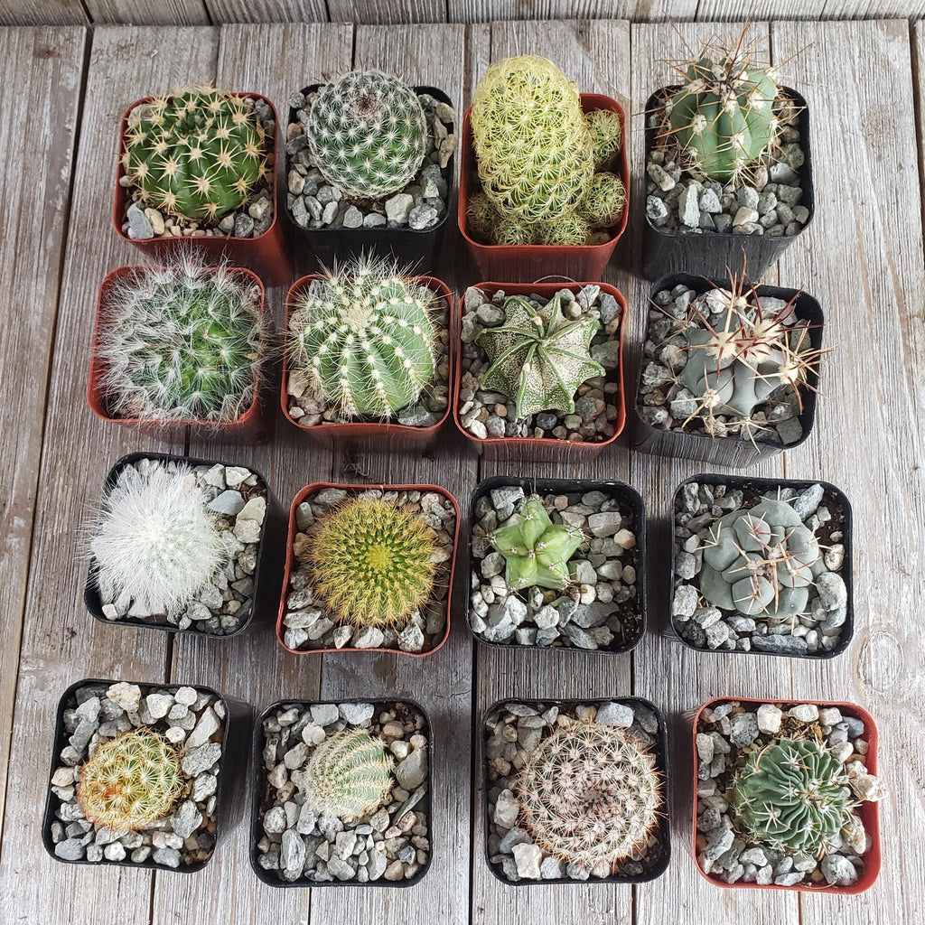 Assorted 2-Inch Cactus (4-64 Packs)