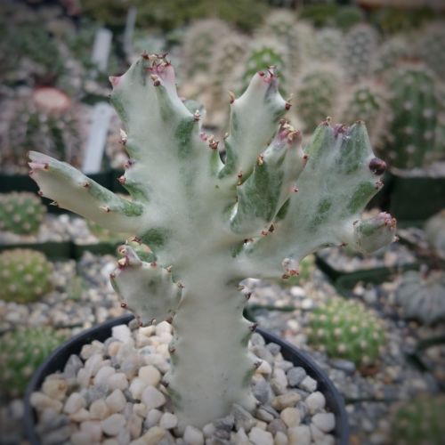 White Ghost Cactus - Euphorbia Lactea variegata