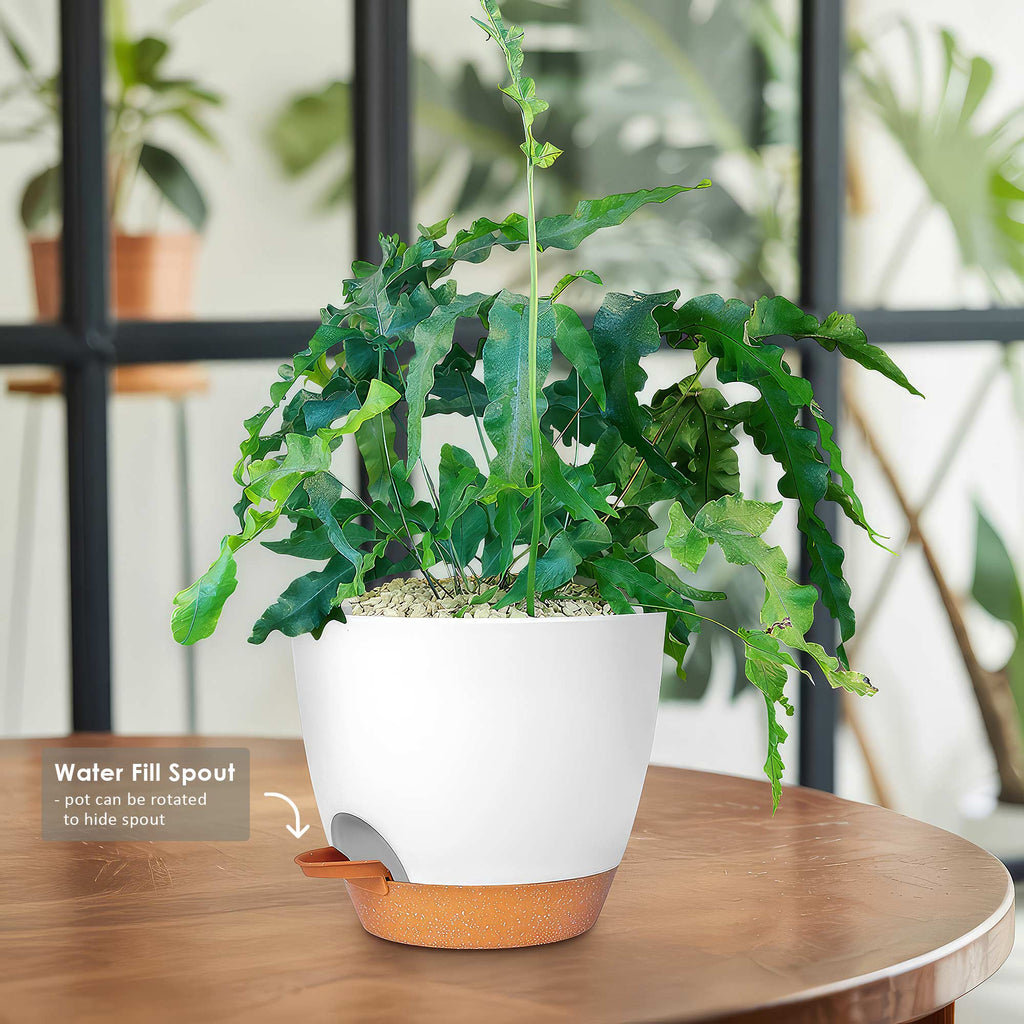 Blue Star Fern ‘Phlebodium aureum’