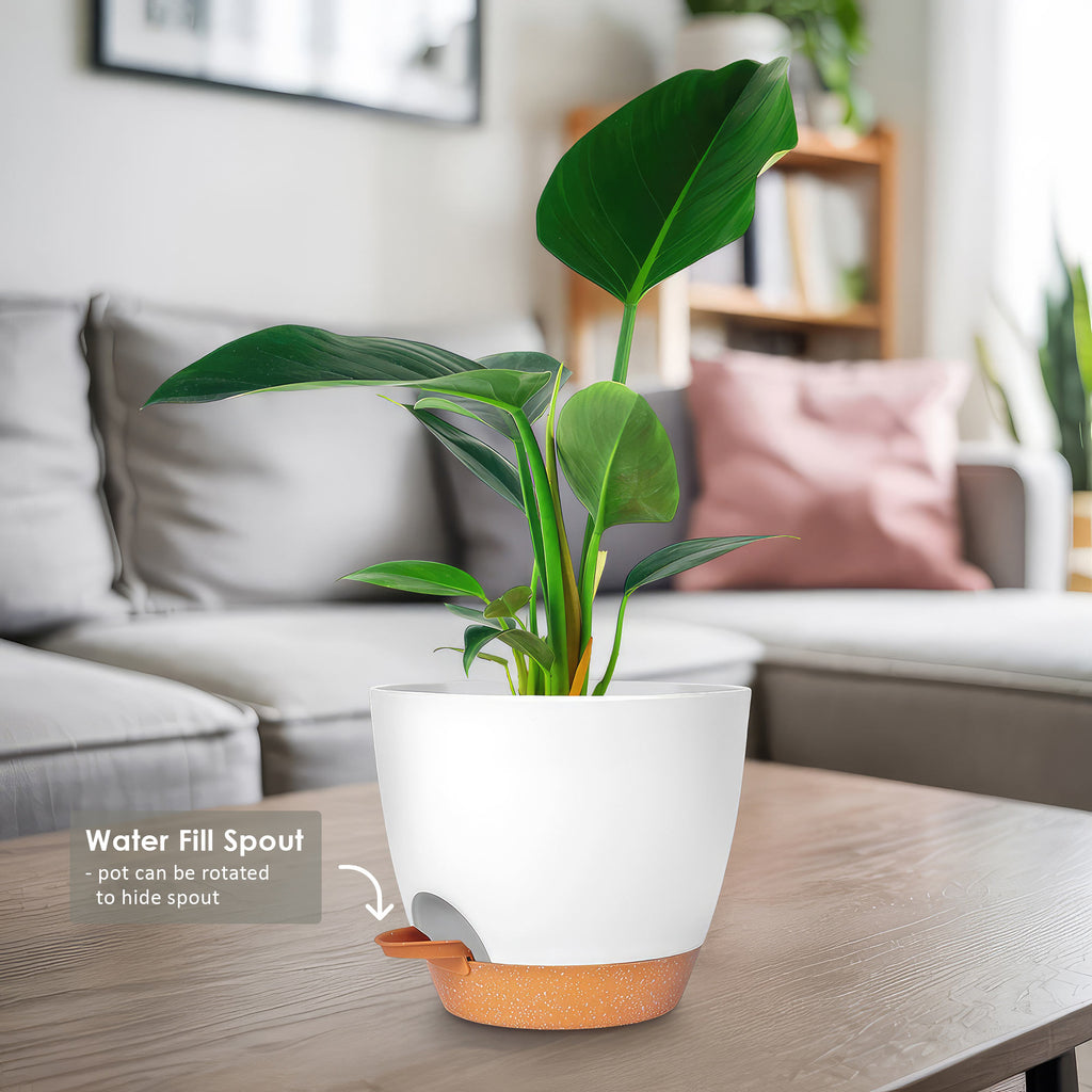 Philodendron ‘Green Congo’