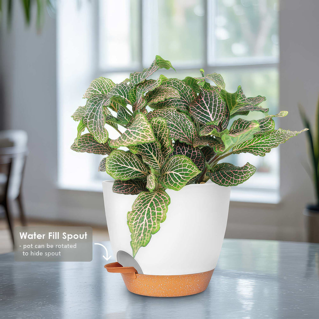 Pink Nerve Plant – Fittonia albivenis ‘Pink’