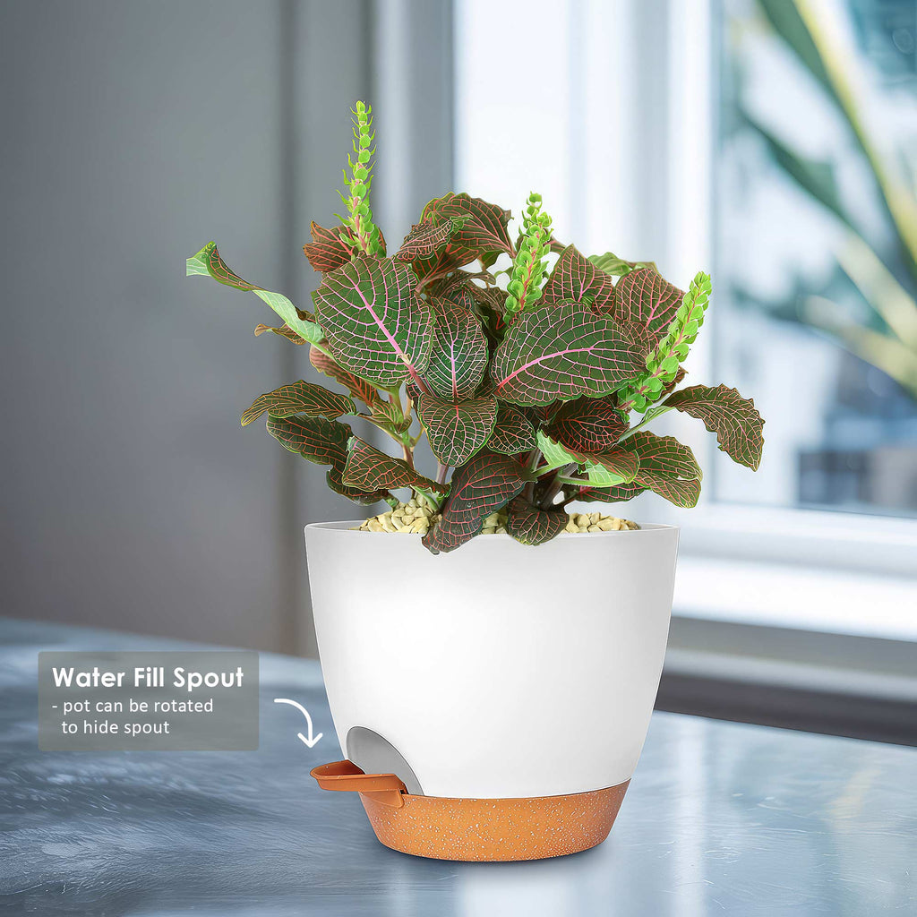 Red Nerve Plant - Fittonia albivenis ‘Red Anne’