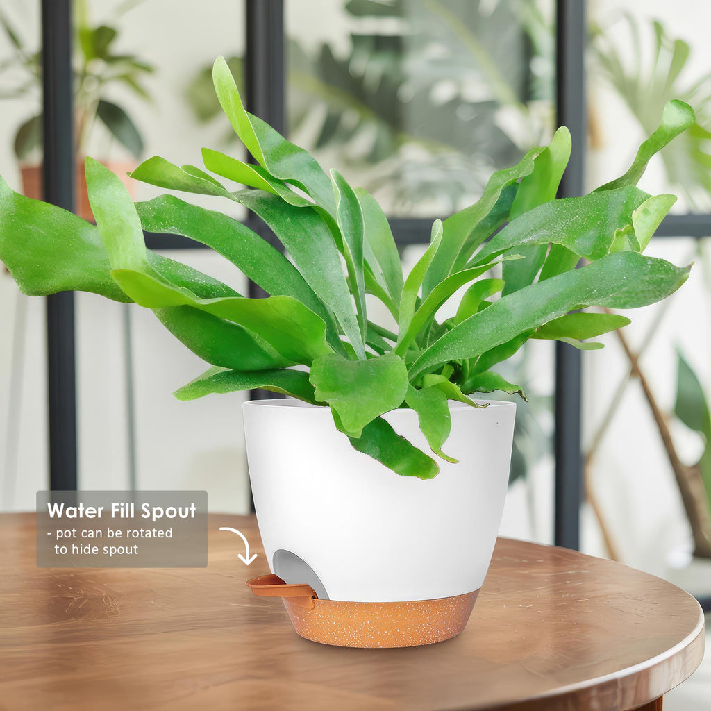 Staghorn Ferns Plants ‘Platycerium bifurcatum’