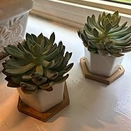 White Ceramic Succulent Planters with Bamboo Tray - Stylish Home and Office Decor