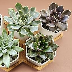 White Ceramic Succulent Planters with Bamboo Tray - Stylish Home and Office Decor