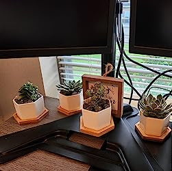 White Ceramic Succulent Planters with Bamboo Tray - Stylish Home and Office Decor