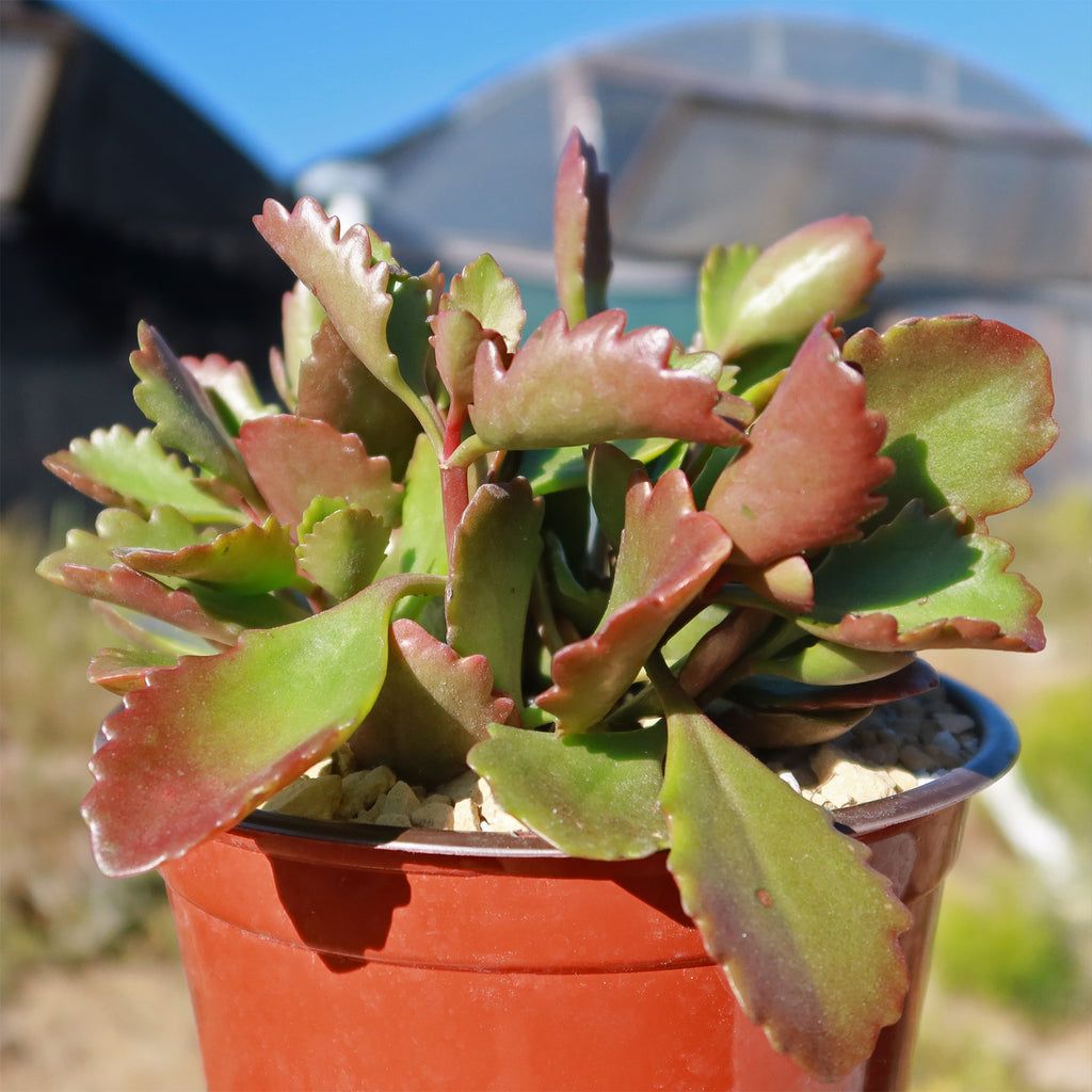 Kalanchoe sexangularis