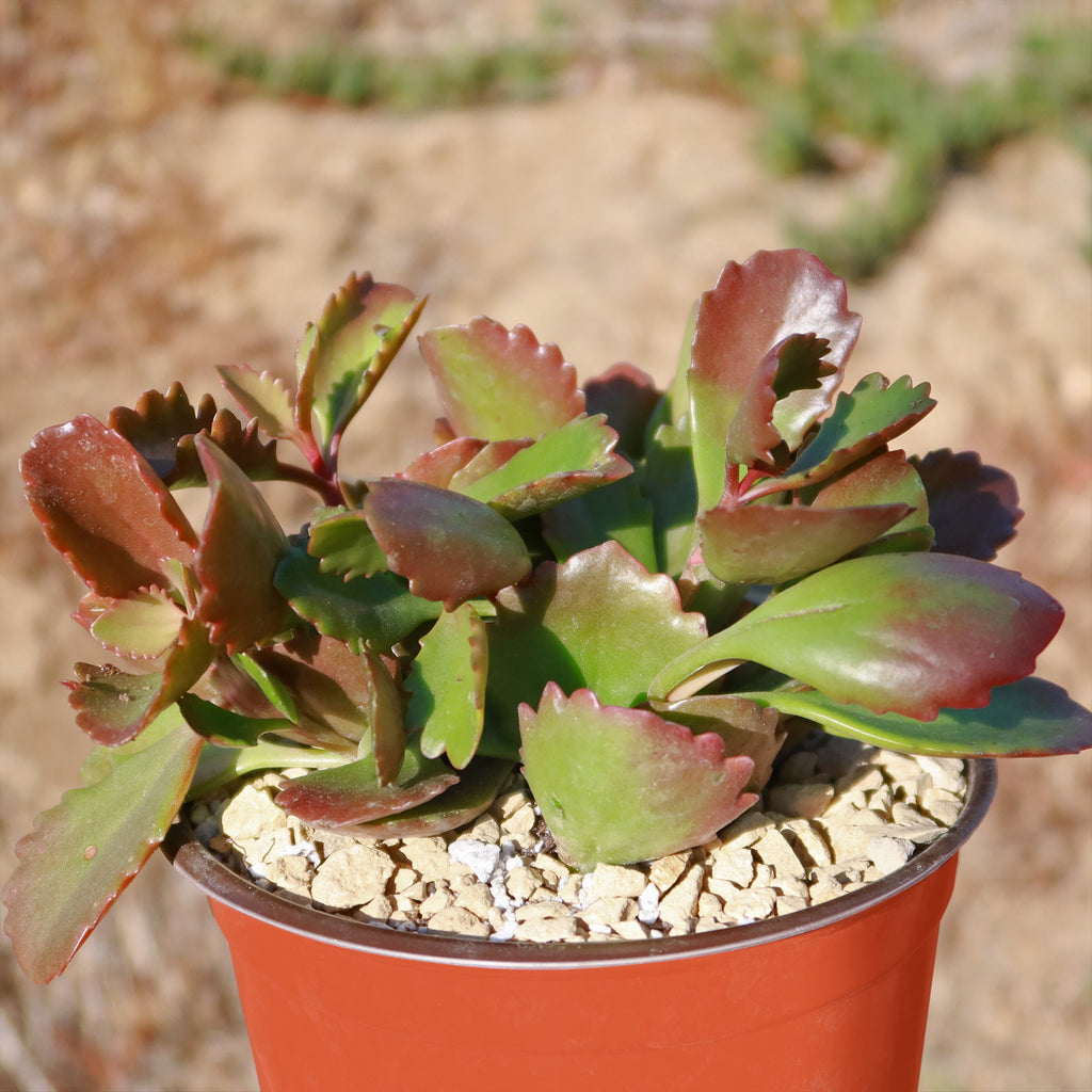 Kalanchoe sexangularis