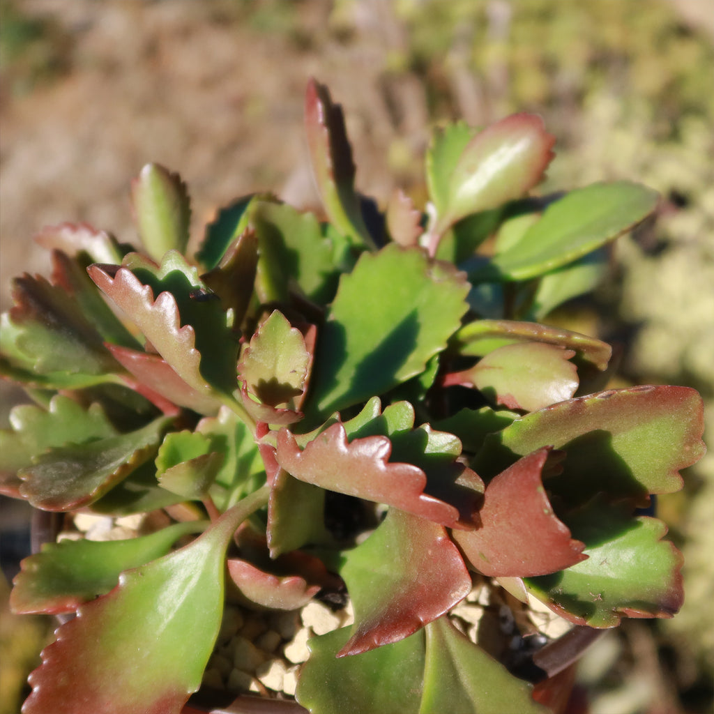 Kalanchoe sexangularis