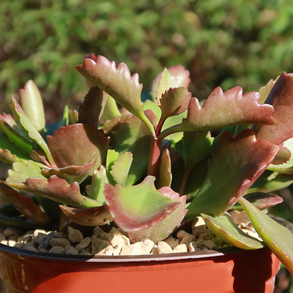 Kalanchoe sexangularis